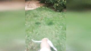 Funniest Cats And Dogs Videos 4