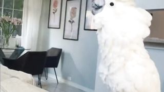 Most Amazing Animals of TikTok ~ Cutest Birds, Cats & Dogs Compilation [TIK TOK] 2