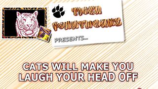 CATS will make you LAUGH YOUR HEAD OFF - Funny CAT compilation