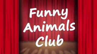 Funny animal Videos