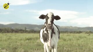 Funny Cow Dancing with the Cow Song