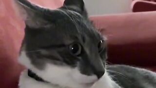 Very funny TikTok compilation ????????