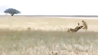 Run, do not wait to catch you