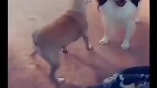 Tiktok.com