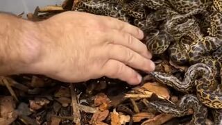 Tiny snakes with big attitudes