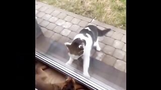 Laugh non stop with these funny cats