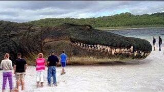 TOP 10 BIGGEST ANIMALS IN THE WORLD