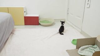 Первое знакомство спасенного котенка с большими кошками