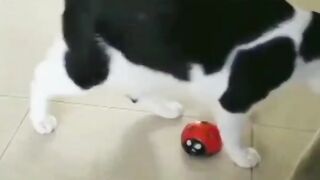 Funny cat short videos ????