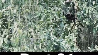 Mega Snake Attack Force in Jungle 2022 Video New Video