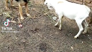 Battle 3
