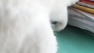 Not Now_ I_m Busy Digging My Golds Hooman_().