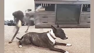 Animals Funny Moment-73 ????????