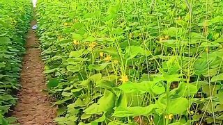 کھیرا کی کاشتکاری