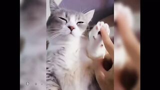 Funny clips of animals