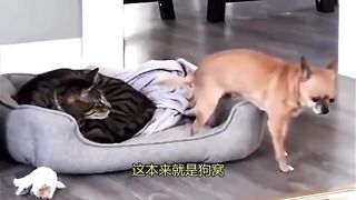 Funny clips of animals 2