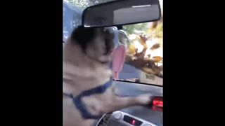Funny Pets That Will Change Your Mood For Good 3
