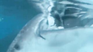 Funny video