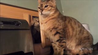 BEST CAT COMPILATION EVER