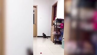 Funniest animals vidéo