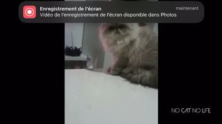 BEST CAT COMPILATION