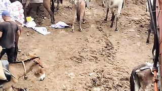 Western Nepal life is too hard ....working hard
