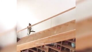 FUNNY ANIMALS, CATS & DOGS