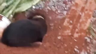 Funniest Cats and Dogs Video???????? 2