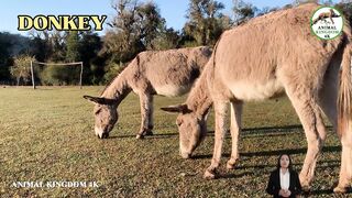 Cutest Little Animal Compilation