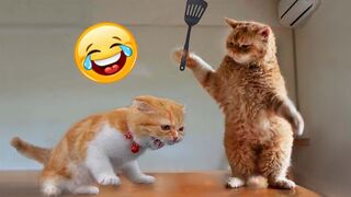 Try Not To Laugh Animals : 1 Hour of Funniest Cat Videos | Funny Animal Videos