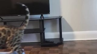 These cats should be a hooman in the next life