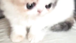 Adorable Kittens Playing and Exploring