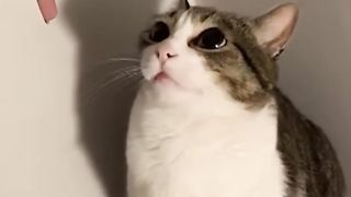 Funniest Cats and Dogs ???????? Funny Animals 2023 ???? Funny Video #5