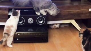 Cat TV: Keep Your Cats Entertained Every Day!
