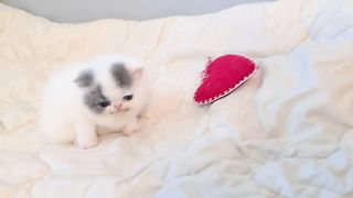 A cat playing with her kittens is very enjoyable to watch