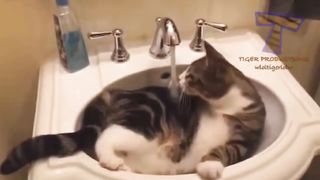 Short Funny Cat COMPILATION ????????????