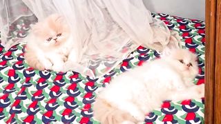 Do kittens play or fight?!
