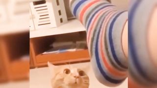 funny cat 27