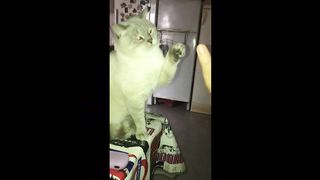 FUNNY CATS COMPILATION 2022 ????| The Best Funny Cat Videos!???? ???? #7