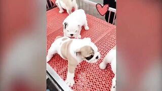 Funny Cat Videos 2022 ???? - Best cats videos - Best Funniest Animal Videos of 2022! #2