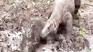 Comodo vs wild boar