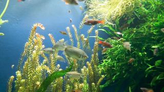 Multi fish video