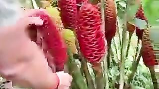 Garden| natural flower | painting natural flower
