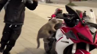 Cute cat and rider ????????