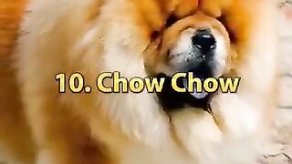 Top 10 dangerous dog in the world....