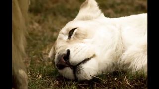 The Switched Lion Cub