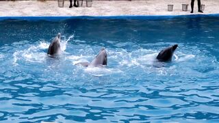 Dolphen video