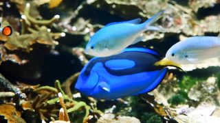 Blue fish video