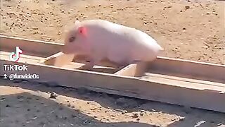 Wee videos 58