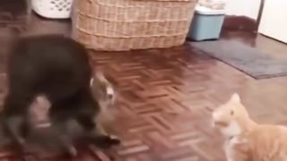 Funny animals 2023???? - Funniest Cats and Dogs Video????????153